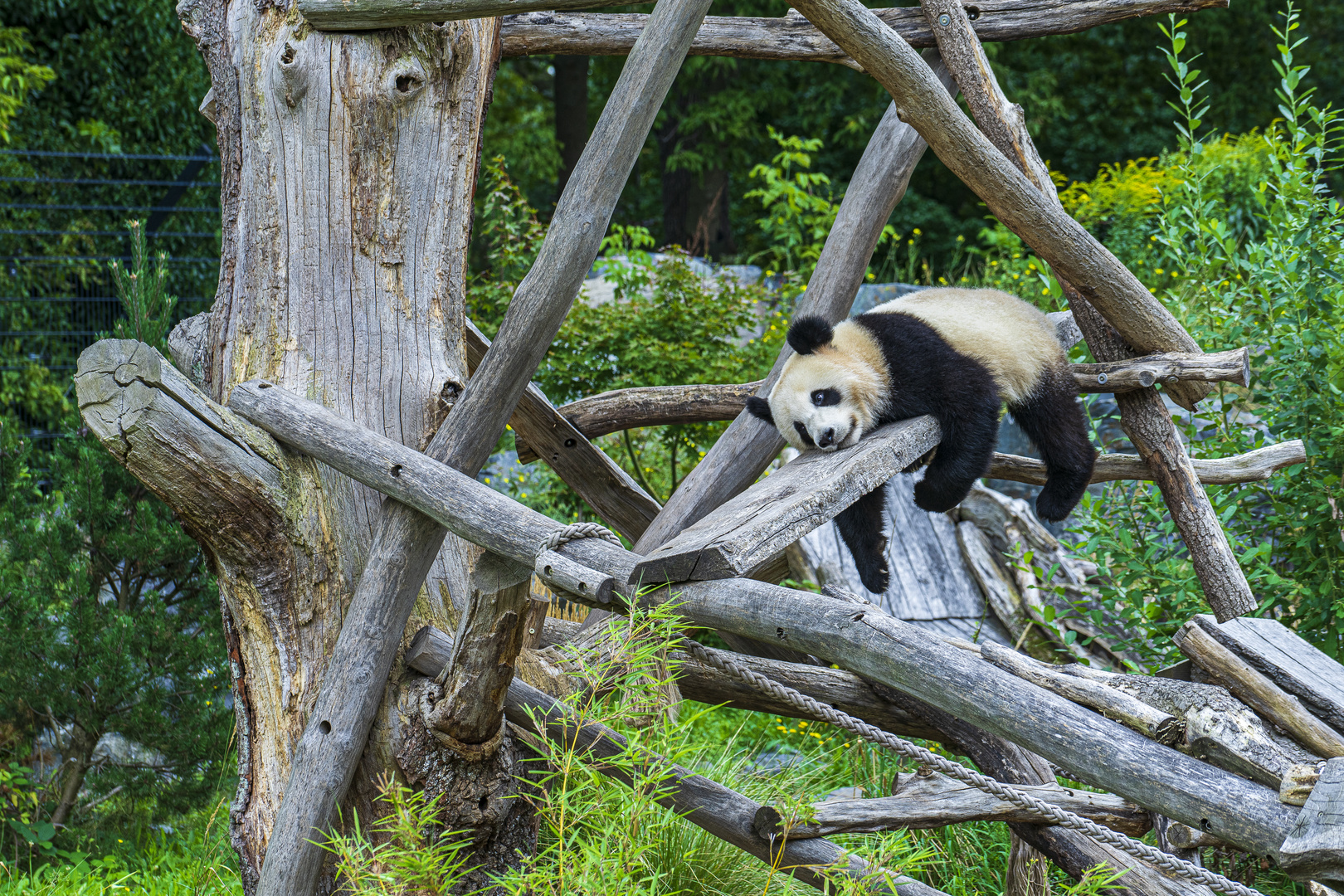 Meng Meng im Zoologischen Garten Berlin 