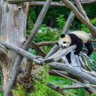 Meng Meng im Zoologischen Garten Berlin 