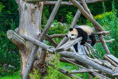 Meng Meng im Zoologischen Garten Berlin 