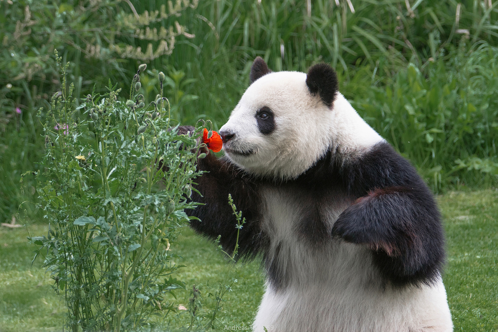 Meng Meng ist Blumenliebhaberin geworden