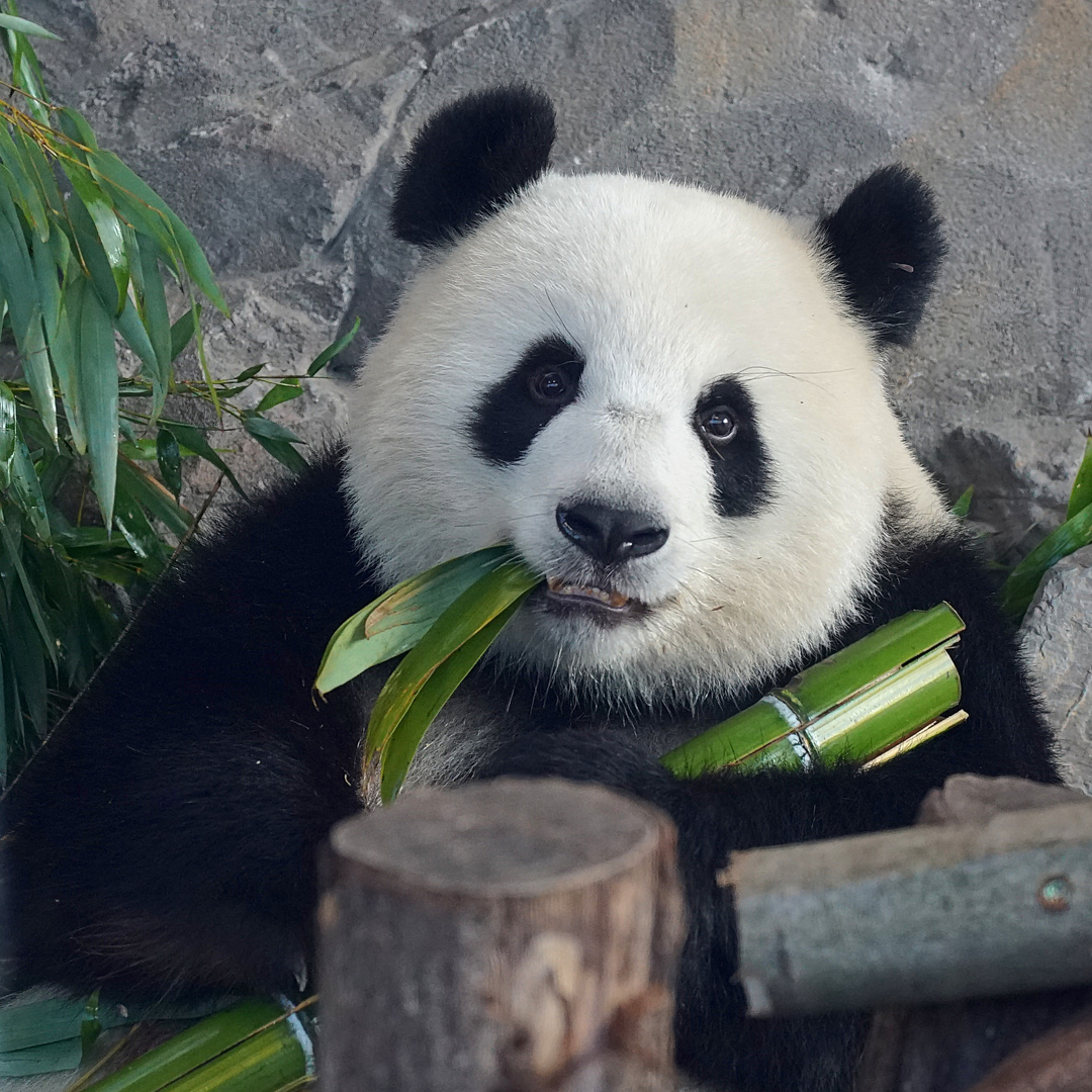 Meng Meng lässt es sich schmecken. :)