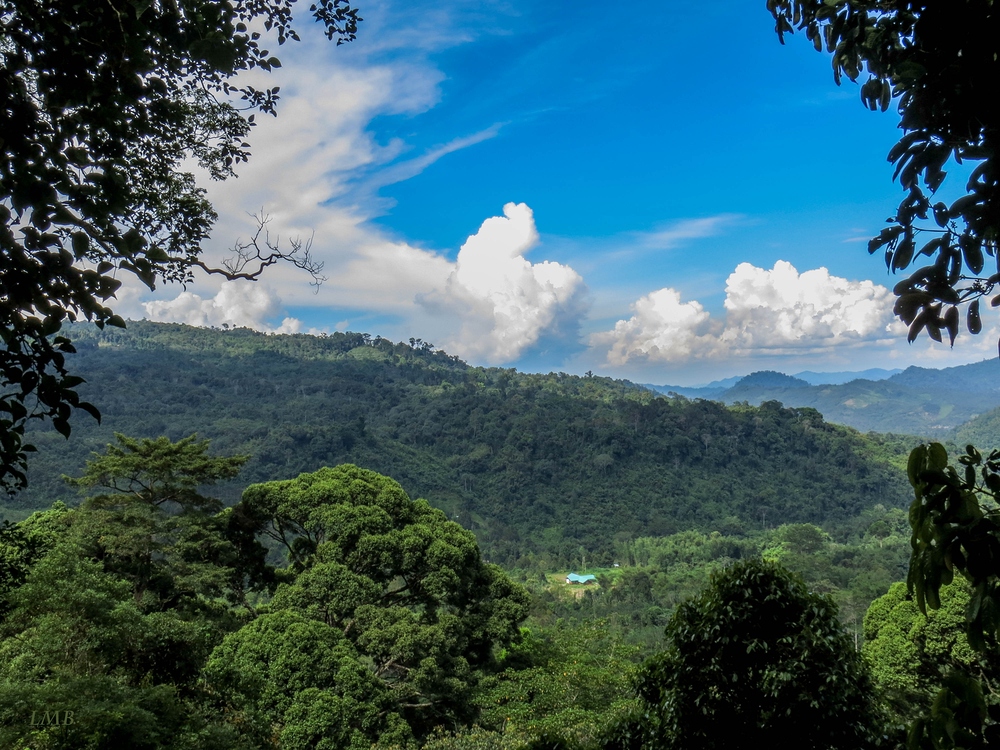 Mengenai mahkota pokok