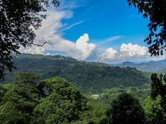 Mengenai mahkota pokok