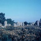 Menhirs de Carnac (2)