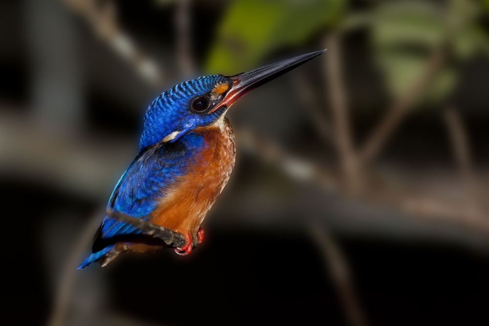 Meninting Eisvogel