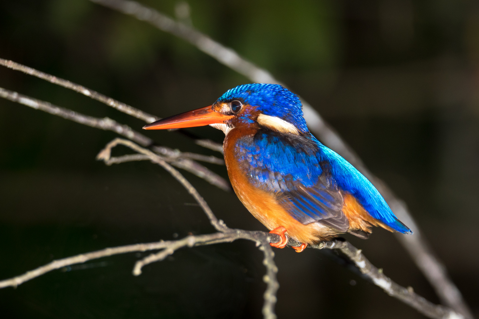 Menintingeisvogel