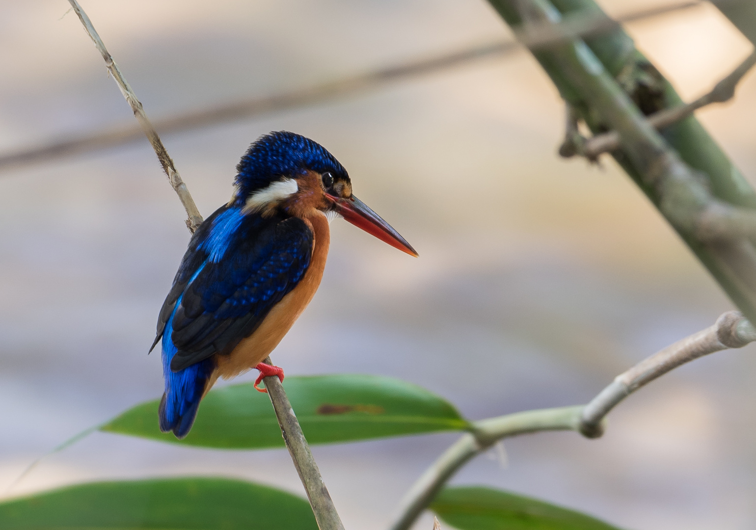 Menintingeisvogel