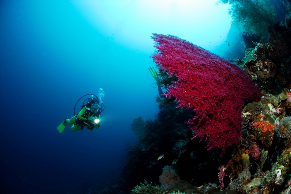 Menjangan Island - Red Gorgonia