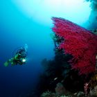 Menjangan Island - Red Gorgonia