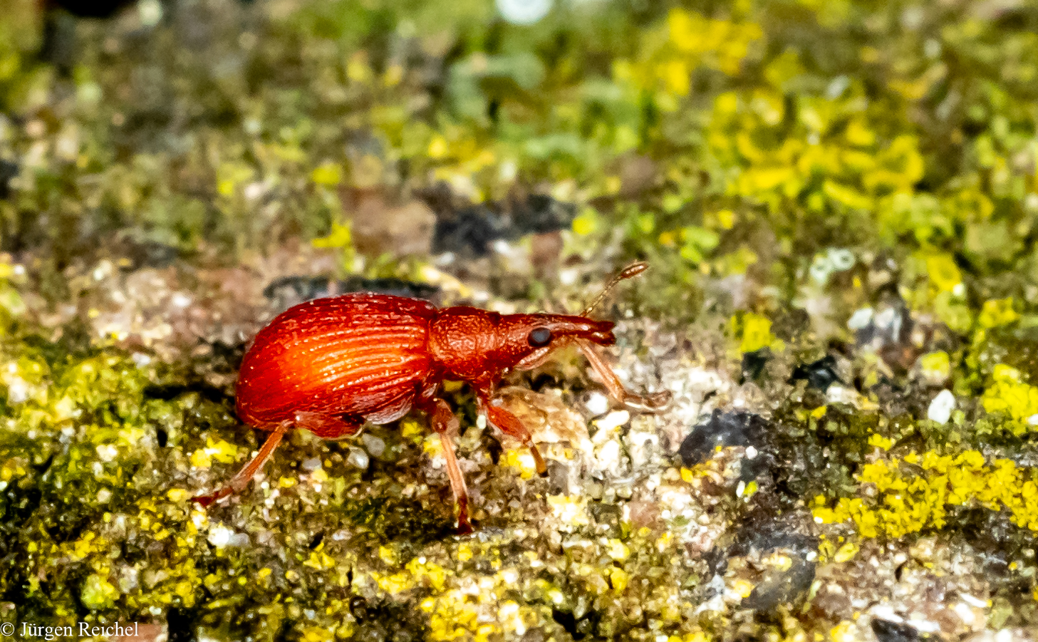 Mennigroter Ampfer-Spitzmausrüssler (Apion frumentarium)rium)