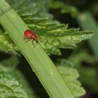 Mennigrotes Spitzmäuschen (Apion frumentarium), ein knapp 5 mm großer Rüsselkäfer, ...