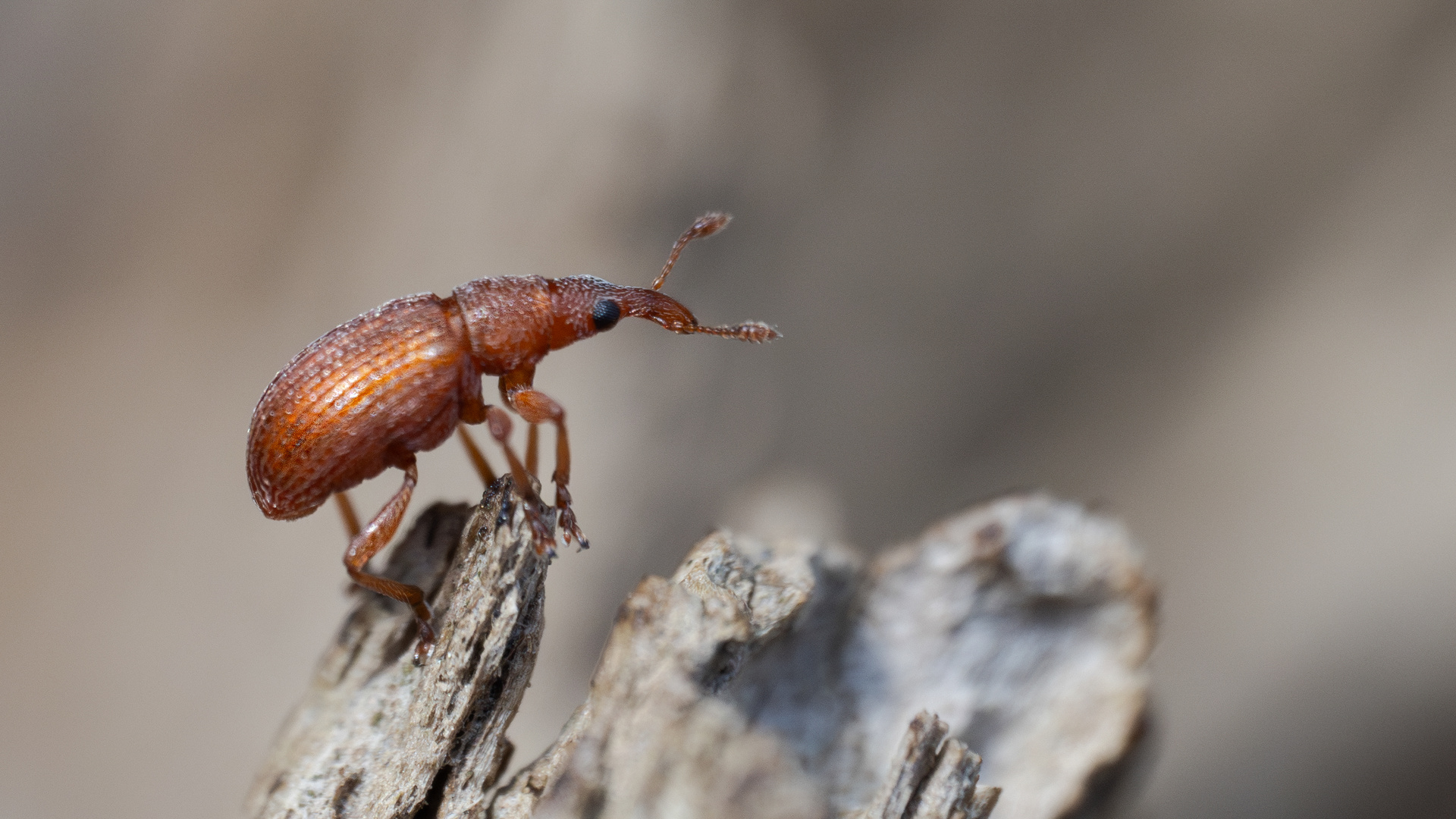 Menningroter  Ampfer-Spitzmaulrüssler (Apion frumentarium)