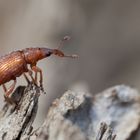 Menningroter  Ampfer-Spitzmaulrüssler (Apion frumentarium)