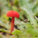 menningroter saftling ( hygrocybe miniata ).....