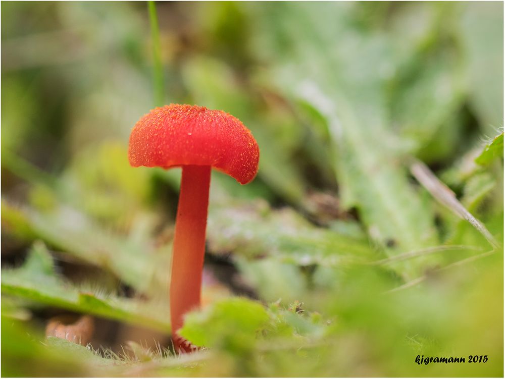 menningroter saftling ( hygrocybe miniata ).....