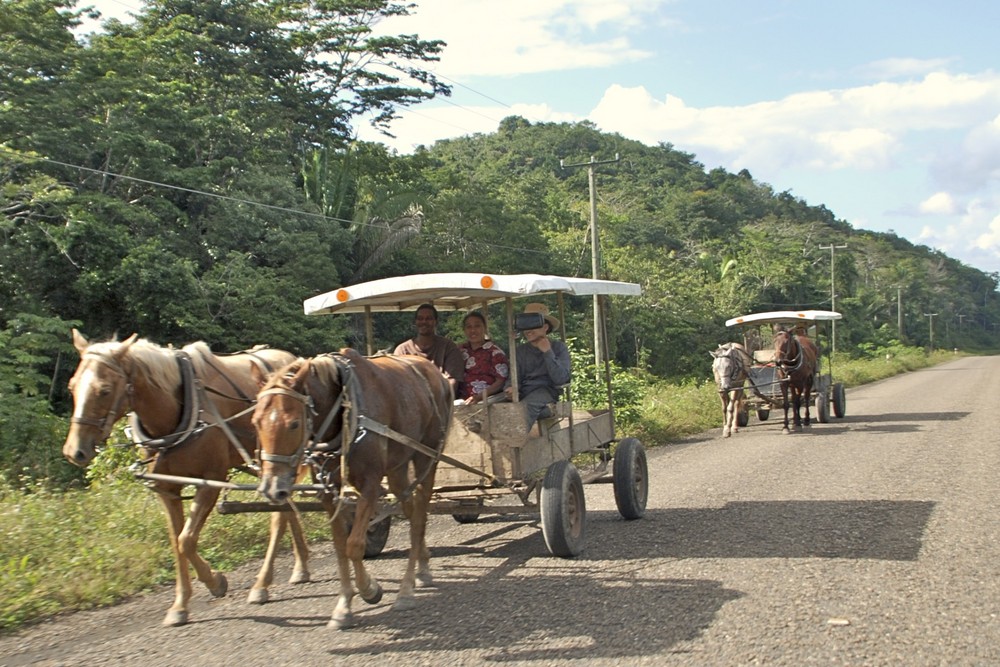 Mennonites In Belize