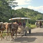 Mennonites In Belize