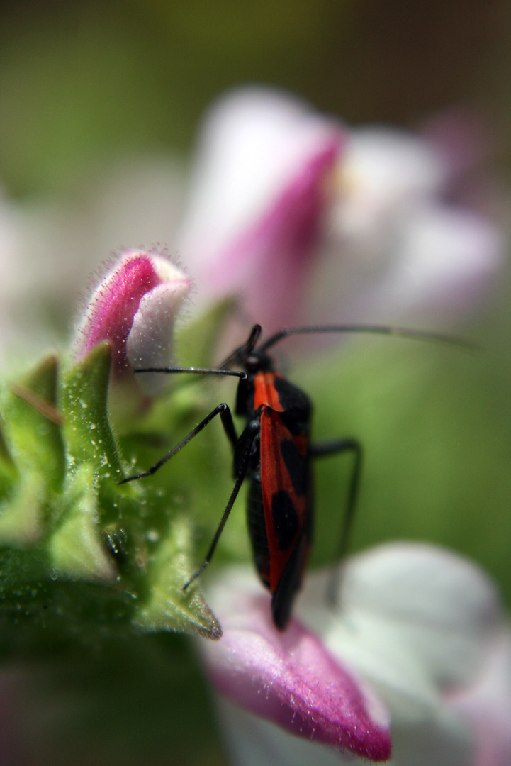 menorcaflorida_insectos