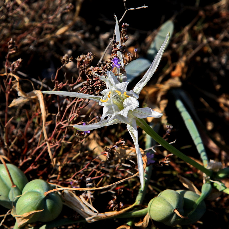 Menorca´s Mittwochsblümchen 