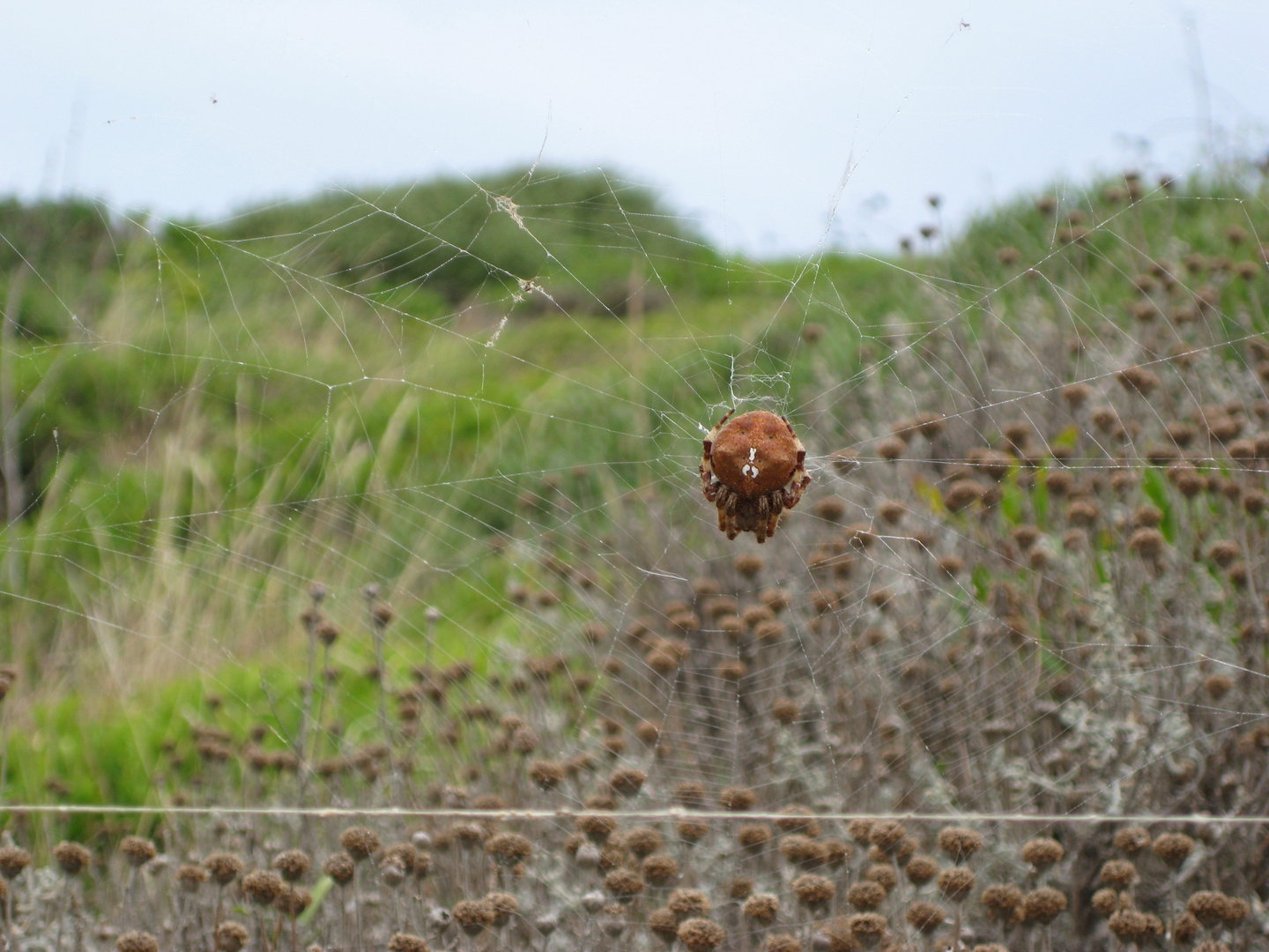 "Menorca´s Spinnen"