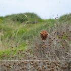 "Menorca´s Spinnen"