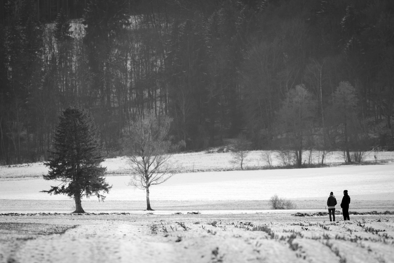 Mensch Baum, Baum Mensch