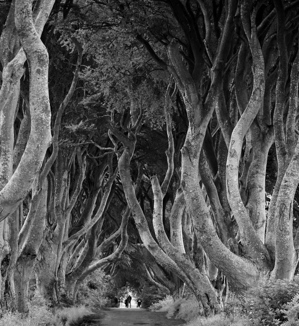 Mensch, Du bist klein / Dark Hedges