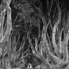 Mensch, Du bist klein / Dark Hedges