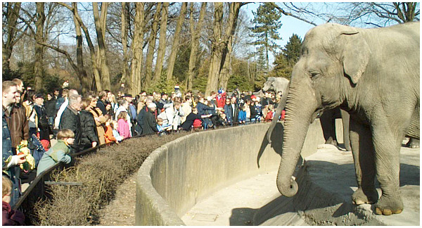 Mensch - Elefant