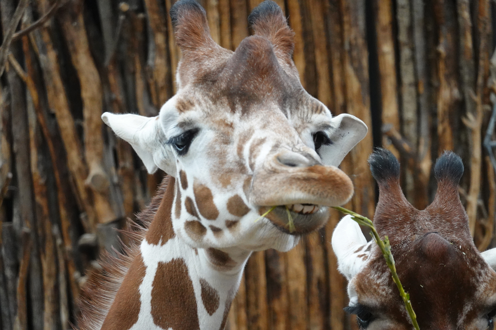 Mensch Giraffe- machst du ein doofes Gesicht- wie ein Affe!