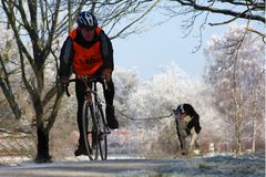 Mensch & Hund beim Sport