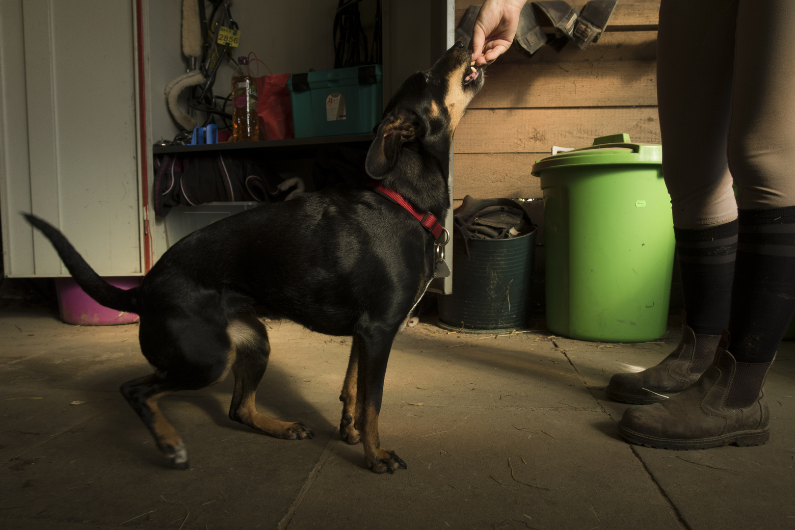 Mensch, Hund Belohnung für nichts anreichend.