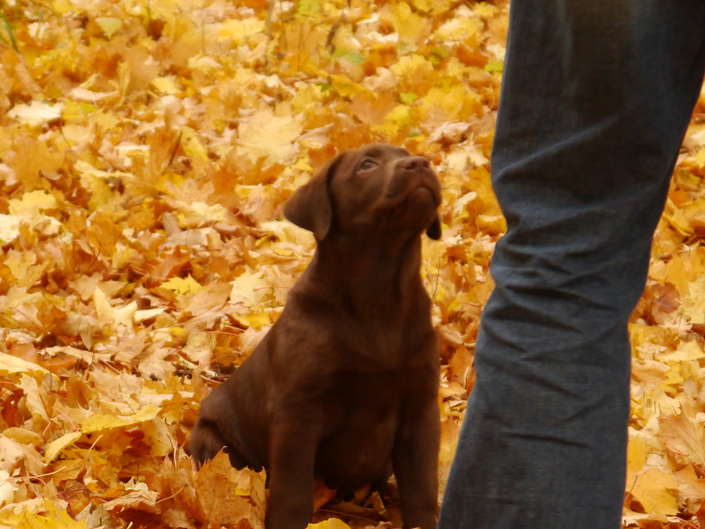 Mensch-Hund-Teamwork