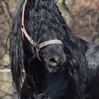 Mensch, ich seh langsam gar nichts mehr.....Kommt jetzt der Friseur???