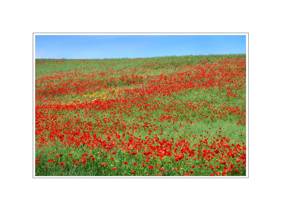 Mensch, jetzt kommt der auch noch mit Mohn!