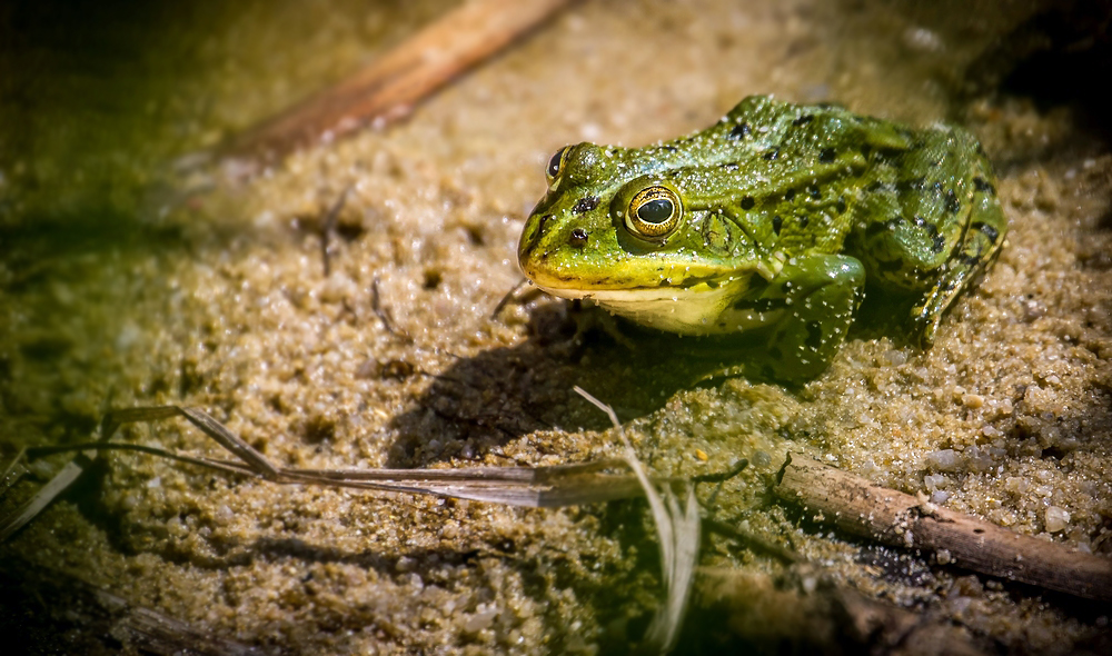 "Mensch, sei kein Frosch .... sonst frisst Diiisch der Reiher"