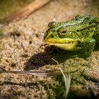 "Mensch, sei kein Frosch .... sonst frisst Diiisch der Reiher"