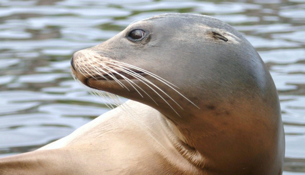 Mensch " Trude" wo bleibst Du denn?