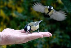 Mensch und die Natur