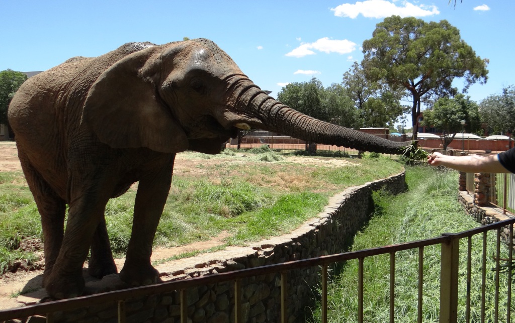 Mensch und Elefant