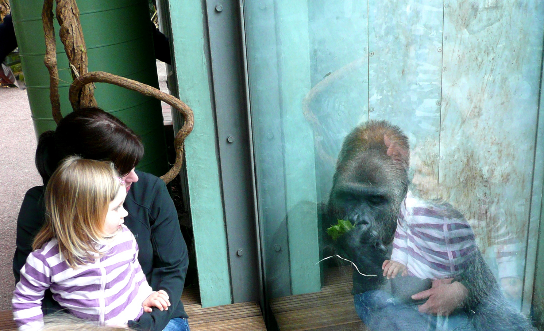 Mensch und Menschenaffe (Gorilla) im Tierpark Hellabrunn