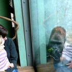 Mensch und Menschenaffe (Gorilla) im Tierpark Hellabrunn