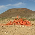 Mensch und Natur und ... Plastik ... Was, wenn jeder seinen Müll liegen lässt?