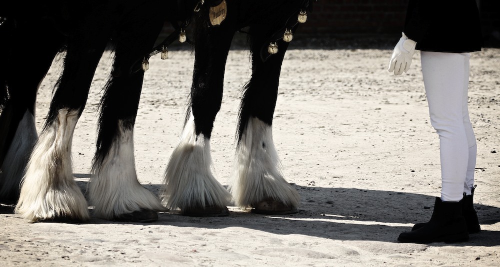 Mensch und Pferd