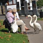 Mensch und Tier gemeinsam