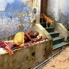 Mensch und Tier in Indien