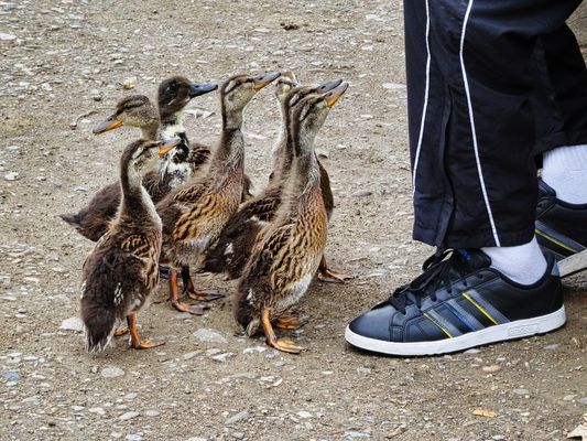 Mensch, wo bleibt das versprochene Futter?