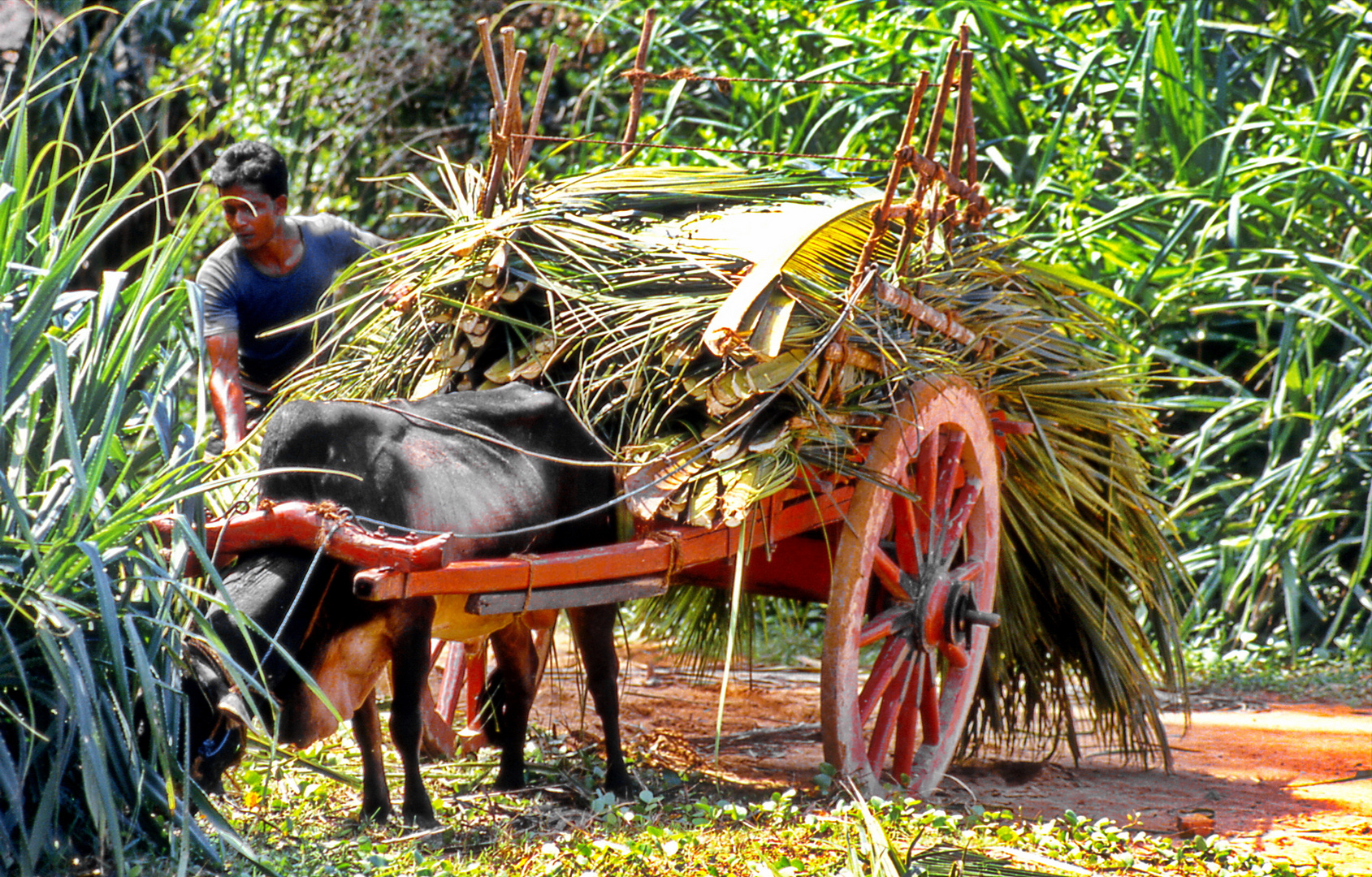 Menschen bei der Arbeit auf Sri Lanka