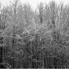 Menschen im Winterwald