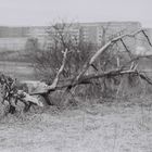 Menschen, Nach dem Sturm.